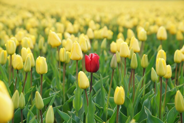 Eine rote Tulpe in einem Feld von gelben Tulpen